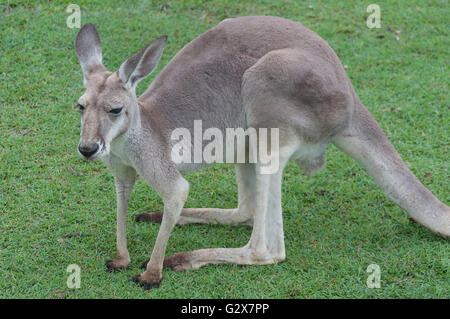 Westliche graue Känguru in Lone Pine Koala Sanctuary, Feigenbaum Tasche, Brisbane, Queensland, Australien Stockfoto