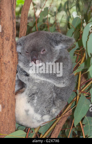 Verschlafener Koala (Phascolarctos cinereus) im Lone Pine Koala Sanctuary, Fig Tree Pocket, Brisbane, Queensland, Australien Stockfoto