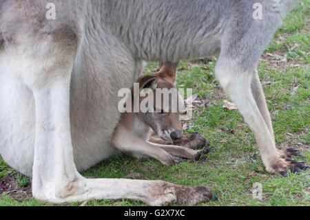 Weibliche westlichen Grey Kangaroo mit Joey in Lone Pine Koala Sanctuary, Fig Tree Pocket, Brisbane, Queensland, Australien Stockfoto