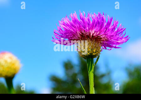 Korb-Blume (Plectocephalus Americanus) oder American Star Thistle mit selektiven Fokus Vordergrund Stockfoto