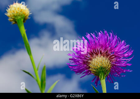 Korb-Blume (Plectocephalus Americanus) oder American Star Thistle mit Himmel und Wolken Stockfoto