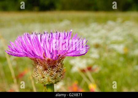 Korb-Blume (Plectocephalus Americanus) oder American Star Thistle mit Tau Tröpfchen selektiven Fokus Vordergrund Stockfoto