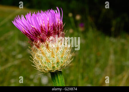 Korb-Blume (Plectocephalus Americanus) oder American Star Thistle teilweise geöffnet Stockfoto