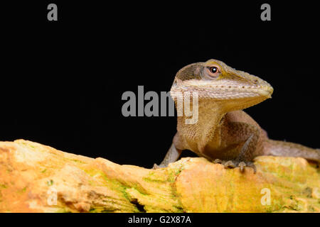 Carolina Anole (Anolis Carolinensis) auf Felsen, schwarzem Hintergrund Stockfoto