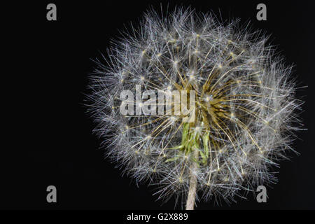 Löwenzahn-Samen-Leiter (Taraxacum Officinale) Großaufnahme isoliert gegen Schwarz Backgrond Stockfoto