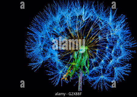 Löwenzahn Samen Kopf (Taraxacum Officinale) abstrakte mit Tautropfen hinzugefügt. Schuss auf schwarzem Hintergrund Stockfoto