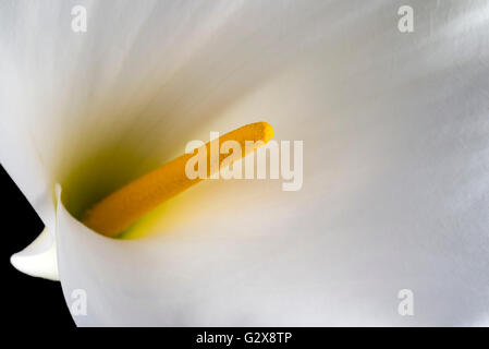 Calla Lilie Blume im Studio gedreht.  dunklen Hintergrund Stockfoto