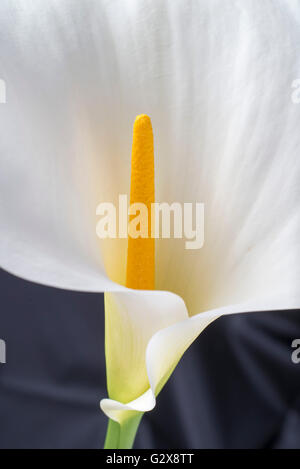 Calla Lilie Blume im Studio gedreht.  dunklen Hintergrund Stockfoto