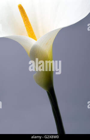 Calla Lilie Blume im Studio gedreht Stockfoto