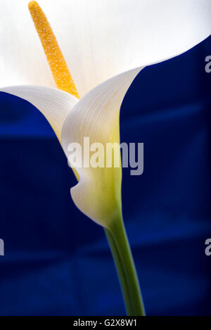 Calla Lilie Blume im Studio gedreht. Blauer Hintergrund Stockfoto