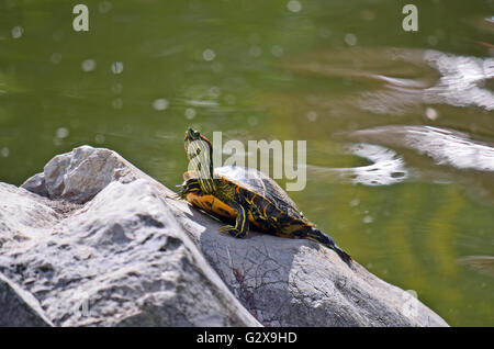 Gelbe bauchige Schieberegler Schildkröte (ist Scripta) sonnen sich auf einem Felsen mitten in einem grünen Teich Stockfoto