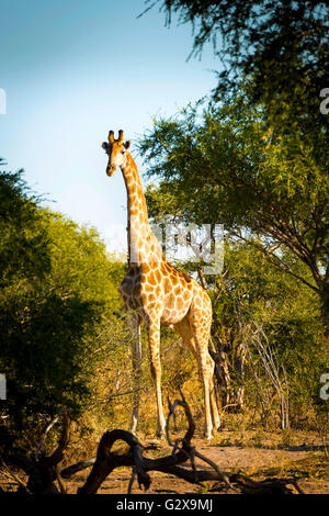 Giraffe mit langem Hals in freier Wildbahn in der Nähe von Kasane in Botswana, Afrika Stockfoto