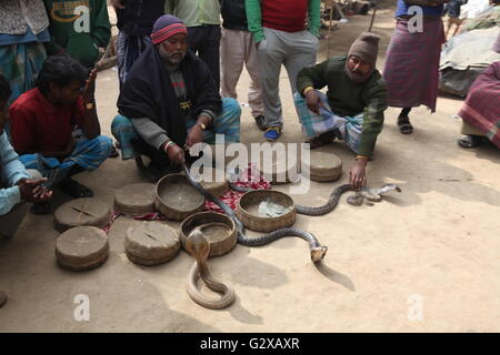 verschiedene Arten von Schlangen, darunter Cobra Snake Charmer Korb, in einem Dorf in Westbengalen aus Stockfoto