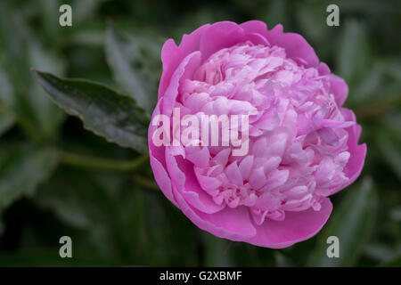 Üppige rosa Pfingstrose Nahaufnahme Peonia Stockfoto