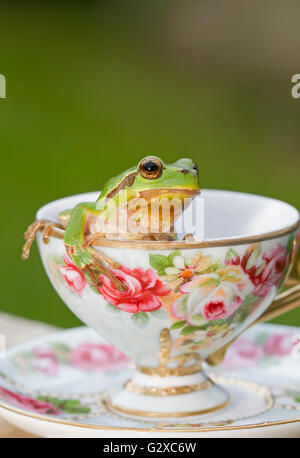 Europäischer Laubfrosch (Hyla Arborea) sitzen in einer Tasse Stockfoto