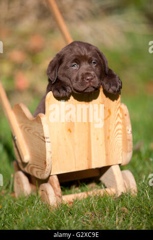 Chocolate Labrador Retriever Welpen in einem kleinen hölzernen Warenkorb Stockfoto