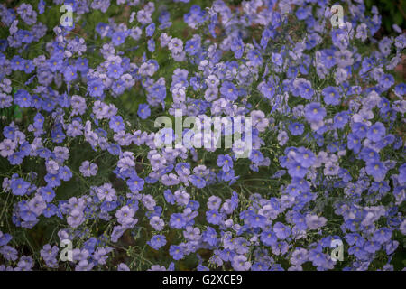 Linum Austriacum asiatischen Flachs blaue Blumen in voller Blüte Stockfoto