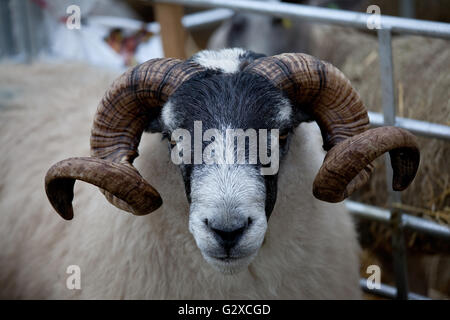 Schwarz konfrontiert Ram auf Chagford Landwirtschaft Messe Stockfoto