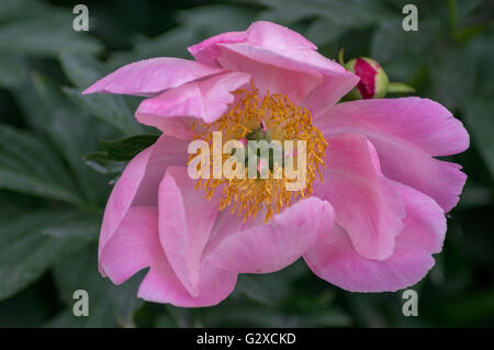 Üppige rosa Pfingstrose Nahaufnahme Peonia Stockfoto