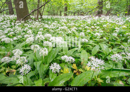 Bärlauch Masse Blüte Alium Ursinum im Unterholz der Mai Wald Stockfoto