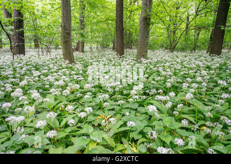 Bärlauch Masse Blüte Alium Ursinum im Unterholz der Mai Wald Stockfoto