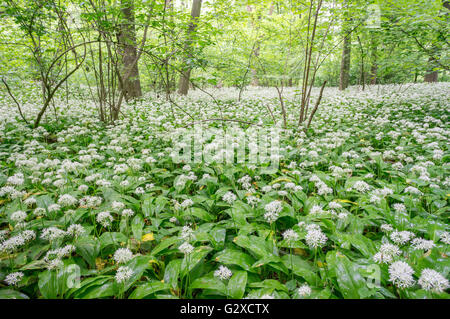 Bärlauch Masse Blüte Alium Ursinum im Unterholz der Mai Wald Stockfoto