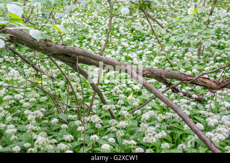 Bärlauch Masse Blüte Alium Ursinum im Unterholz der Mai Wald Stockfoto