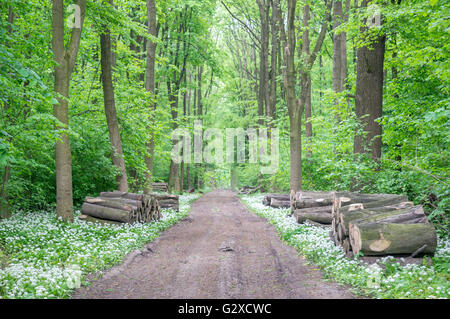 Bärlauch Masse Blüte Alium Ursinum im Unterholz der Mai Wald Stockfoto