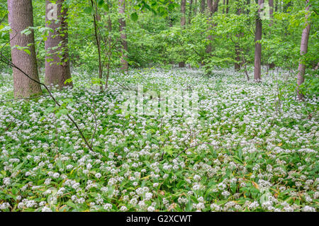 Bärlauch Masse Blüte Alium Ursinum im Unterholz der Mai Wald Stockfoto