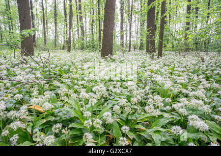 Bärlauch Masse Blüte Alium Ursinum im Unterholz der Mai Wald Stockfoto