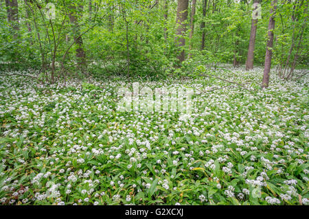 Bärlauch Masse Blüte Alium Ursinum im Unterholz der Mai Wald Stockfoto