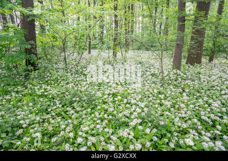 Bärlauch Masse Blüte Alium Ursinum im Unterholz der Mai Wald Stockfoto