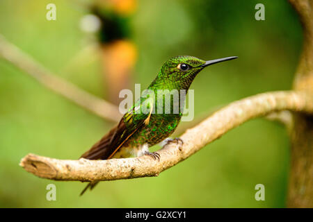 Kolibris im Cocora-Tal in der Nähe von Salento in Kolumbien Stockfoto