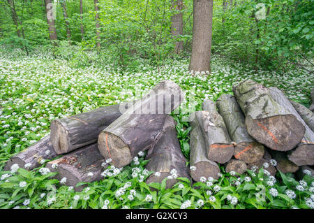 Bärlauch Masse Blüte Alium Ursinum im Unterholz der Mai Wald Stockfoto