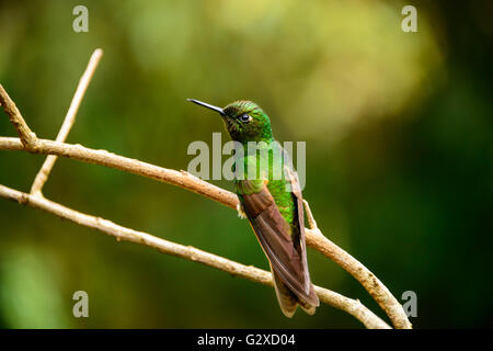 Kolibris im Cocora-Tal in der Nähe von Salento in Kolumbien Stockfoto