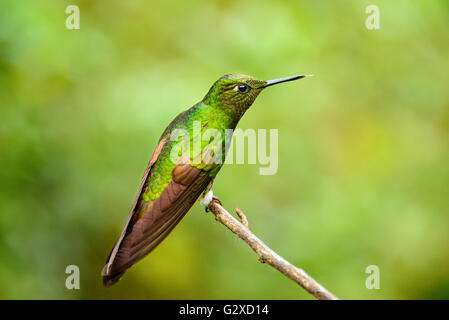 Kolibris im Cocora-Tal in der Nähe von Salento in Kolumbien Stockfoto