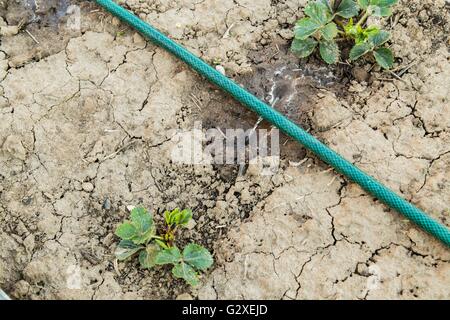 Garten-Schlauch mit frisches Wasser sprühen Sprenger Stockfoto