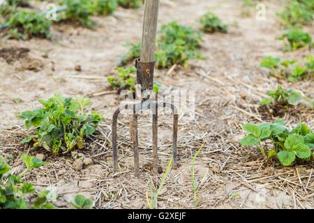 Heugabel in den Boden closeup Stockfoto