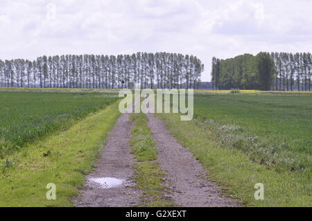 Auf Feltwell Anker, Süd-West Norfolk Fenland, Blick nach Osten von OS Gitter 643905 UK Stockfoto