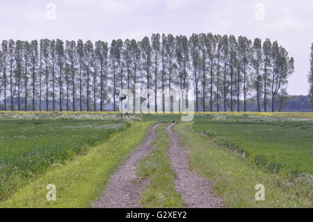 Auf Feltwell Anker, Süd-West Norfolk Fenland, Blick nach Osten von OS Gitter 643905 UK Stockfoto