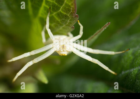 Misumena Vatia Krabbenspinne kopfüber auf Blatt. Eine weibliche Spinne in der Familie Thomisidae Beute warten Stockfoto