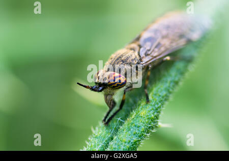 Kerbe-gehörnte Cleg oder Cleg fliegen (Haematopota Pluvialis). Beißende Fliege in Familie Tabanidae mit farbigen Mustern auf Facettenauge Stockfoto