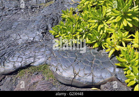 Fleckige Hawaii Lava sorgt für kühlen Hintergrund. Stockfoto