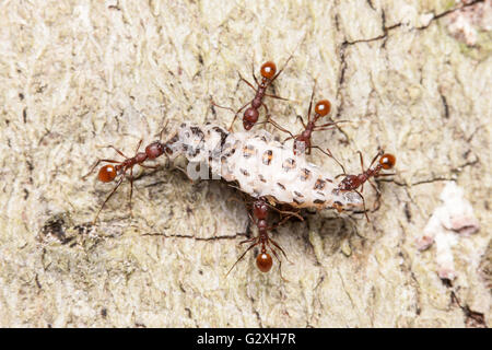 Wirbelsäule - taillierte Ant (Aphaenogaster tennesseensis) Arbeiter tragen gespült Essen, einen Käfer Larven, zu ihrem Nest in einem abgestorbenen Baum. Stockfoto