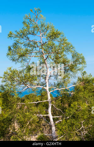 Exemplar der Phönizische Wacholder, Juniperus Phoenicea. Es ist dem Wacholder in der Mittelmeer-Region gefunden. Stockfoto