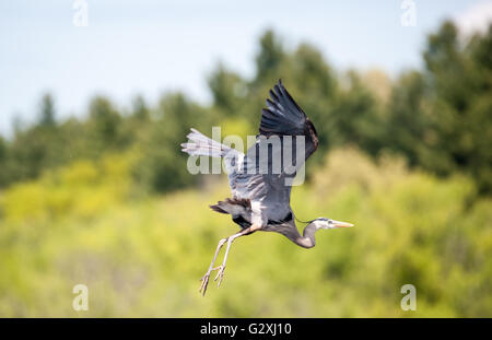 Great Blue Heron anmutig durch die Luft fliegen Stockfoto