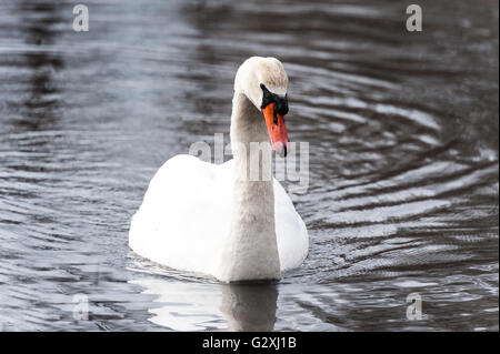 Höckerschwan Stockfoto