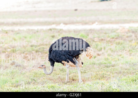 Eine männliche Strauß Struthio Camelus in der östlichen Kap Karoo-Region in der Nähe von Cradock Stockfoto