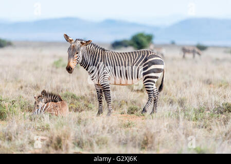 Eine Mountain-Zebra-Stute, Equus Zebra Zebra mit Fohlen Verlegung in Rasen in der Nähe von Cradock in Südafrika Stockfoto