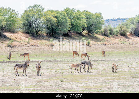 Bergzebras, Equus Zebra Zebra mit Greater Kudus, Tragelaphus Strepsiceros, auf der Rückseite zeigt ungewöhnliches Verhalten von grazin Stockfoto